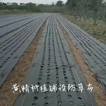 防草布各种会给支持定做厂家货源量大从优全国发货可视频看货