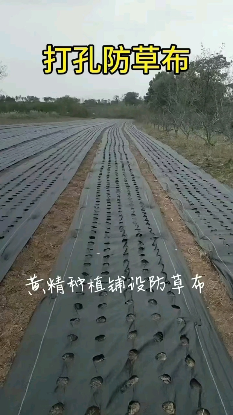 防草布各种会给支持定做厂家货源量大从优全国发货可视频看货