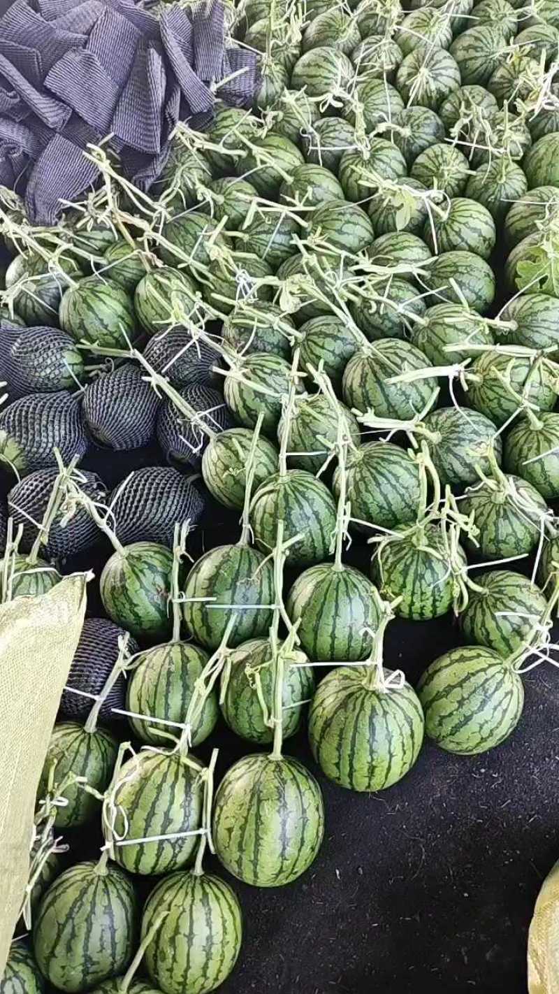 2K小糖丸西瓜大量现货供应，保证质量，全国代发