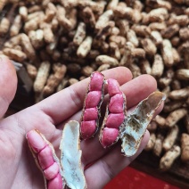 广东精选花生，鲜花生红米花生，红皮花生，全国供应