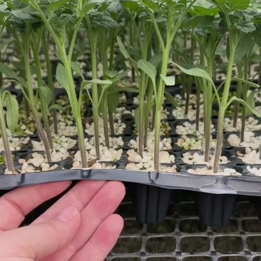 硬粉西红柿苗硬粉番茄苗直播苗嫁接苗免费技术指导包回收
