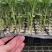硬粉西红柿苗硬粉番茄苗直播苗嫁接苗免费技术指导包回收