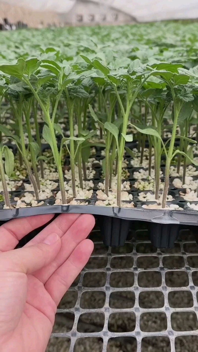硬粉西红柿苗硬粉番茄苗直播苗嫁接苗免费技术指导包回收