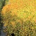 【精选】【产地直供】沂蒙山凯特杏超市市场档口电商一手货源