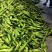 水果玉米品种好，无虫不缺米。