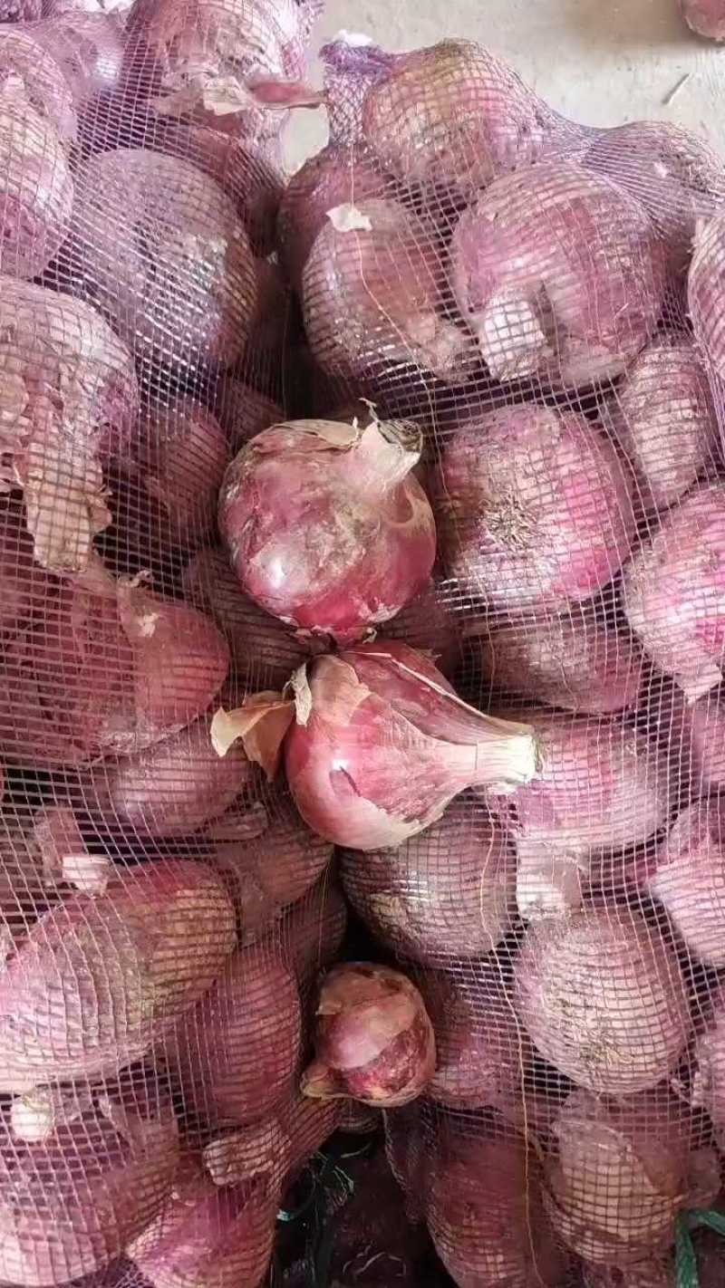 优质二红大红紫皮洋葱产地直发视频看货圆洋葱扁洋葱