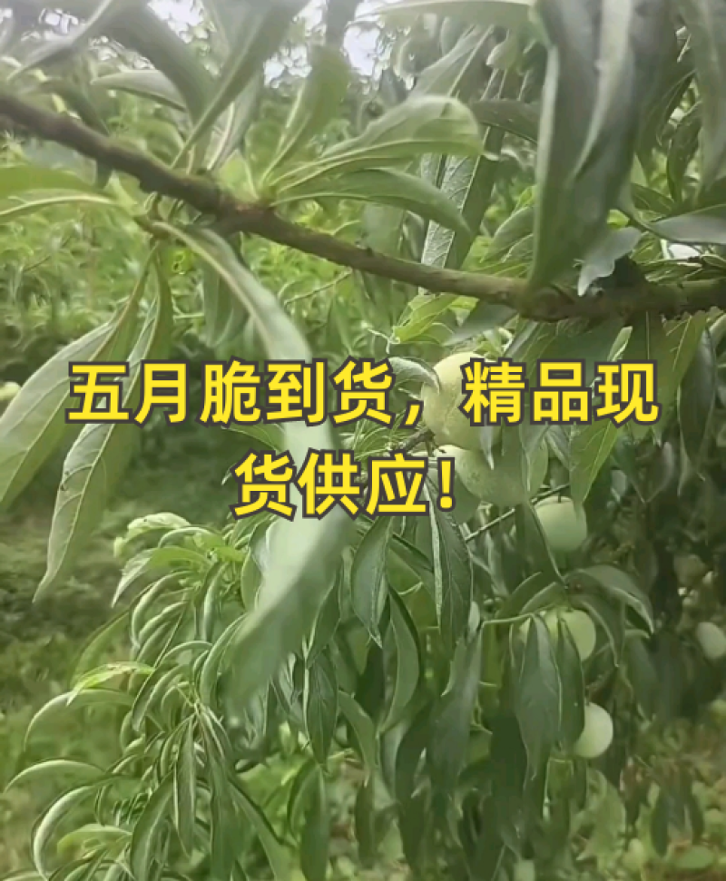 五月脆果肉圆润饱满、厚实紧致，口味甘甜，咬感爽脆