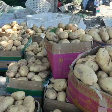 山东优质新荷兰十五土豆产地大量批发，常年有货，随到随装