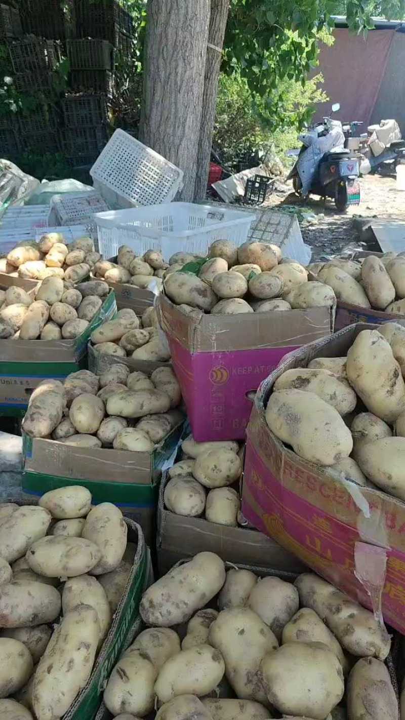 山东优质新荷兰十五土豆产地大量批发，常年有货，随到随装