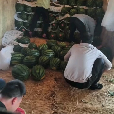 新鲜采摘，糖度13.6，仅五毛钱！