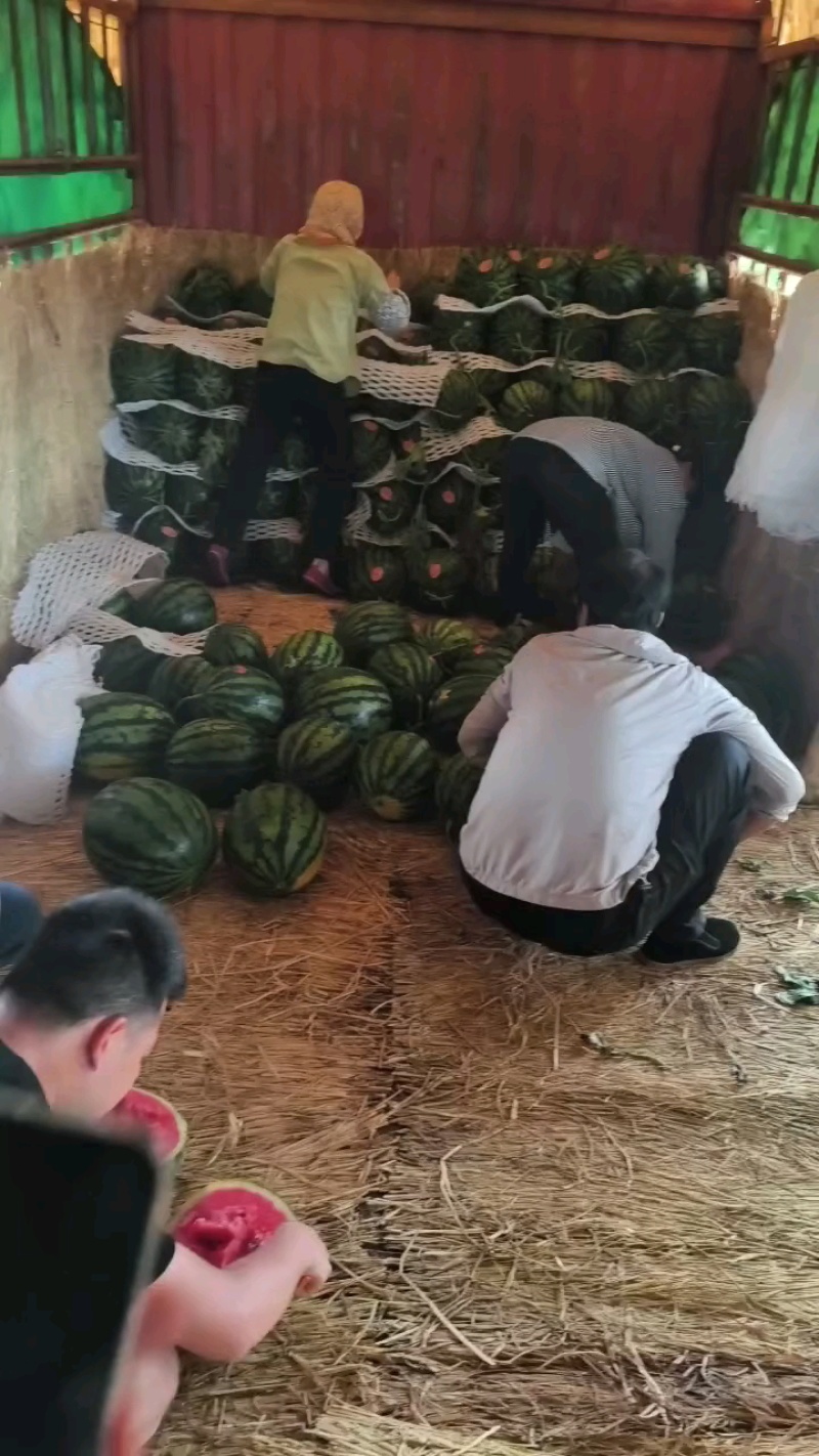 新鲜采摘，糖度13.6，仅五毛钱！