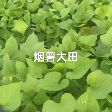 烟薯25大田苗