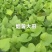 烟薯25大田苗