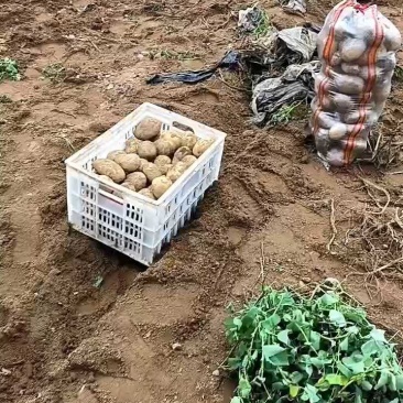 随州黄心土豆大量上市货源充足保质保量诚信合作欢迎来电