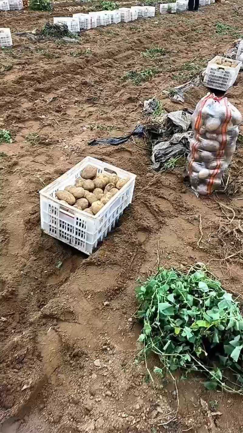 随州黄心土豆大量上市货源充足保质保量诚信合作欢迎来电