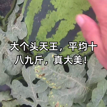 【热卖】陕西有籽甜王西瓜糖度13以上产地直发品质保