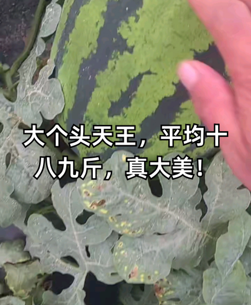 【热卖】陕西有籽甜王西瓜糖度13以上产地直发品质保