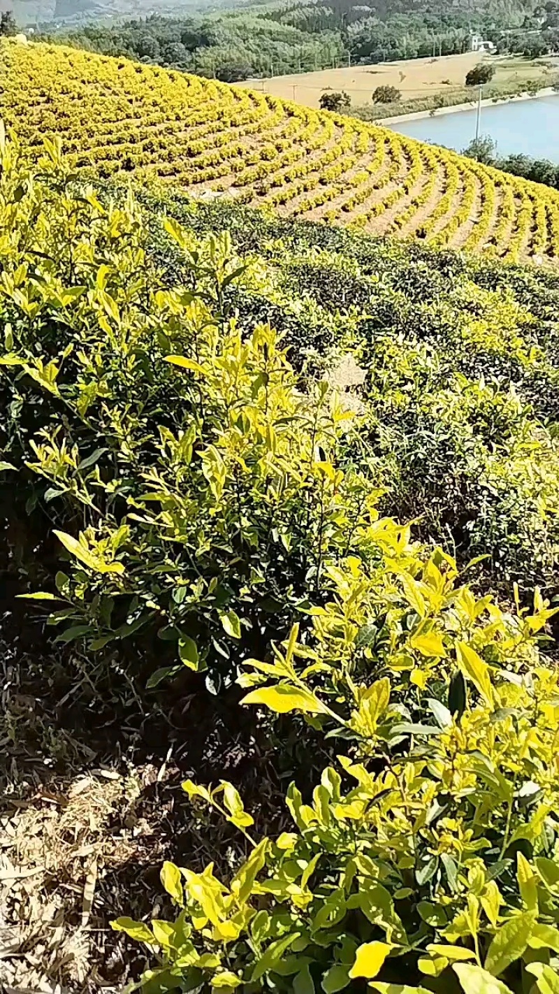 广德黄金芽