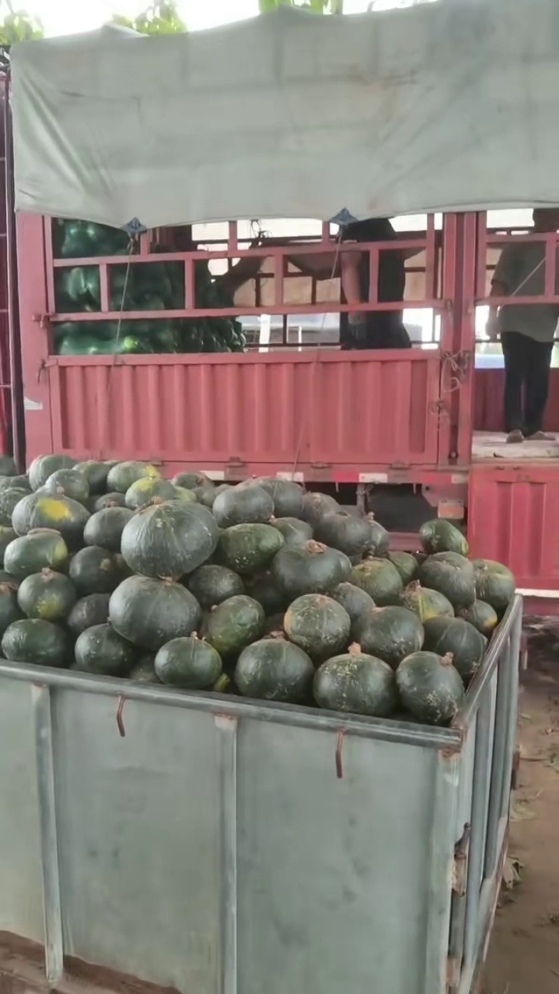 南瓜青皮板栗南瓜，产地直供电商，超市以及各大市场