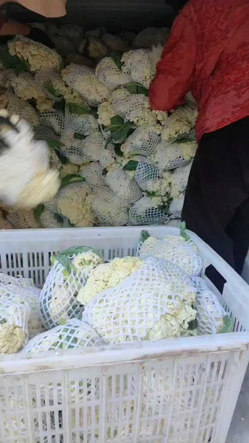 山东优质有机花菜大量批发一首货源，量大价优，保证质量