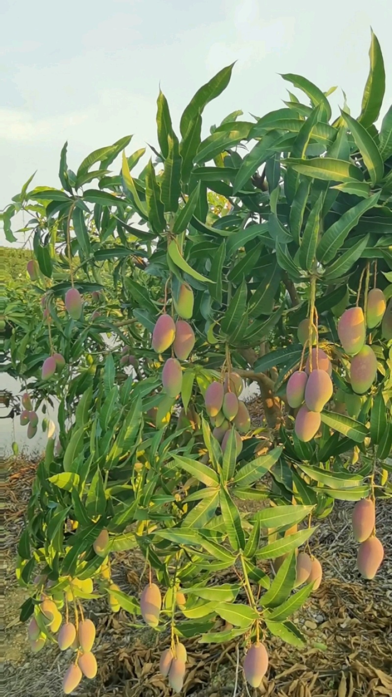 广西贵妃芒果大量上市，欢迎各位老板预订，质量保证，价格美