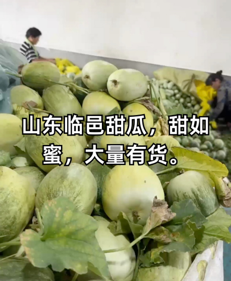 甜如蜜【热卖中】甜，脆，香，绿肉，绿瓤，个头一斤左右