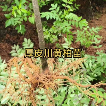 川红厚皮黄柏苗，根系粗壮0.8以上