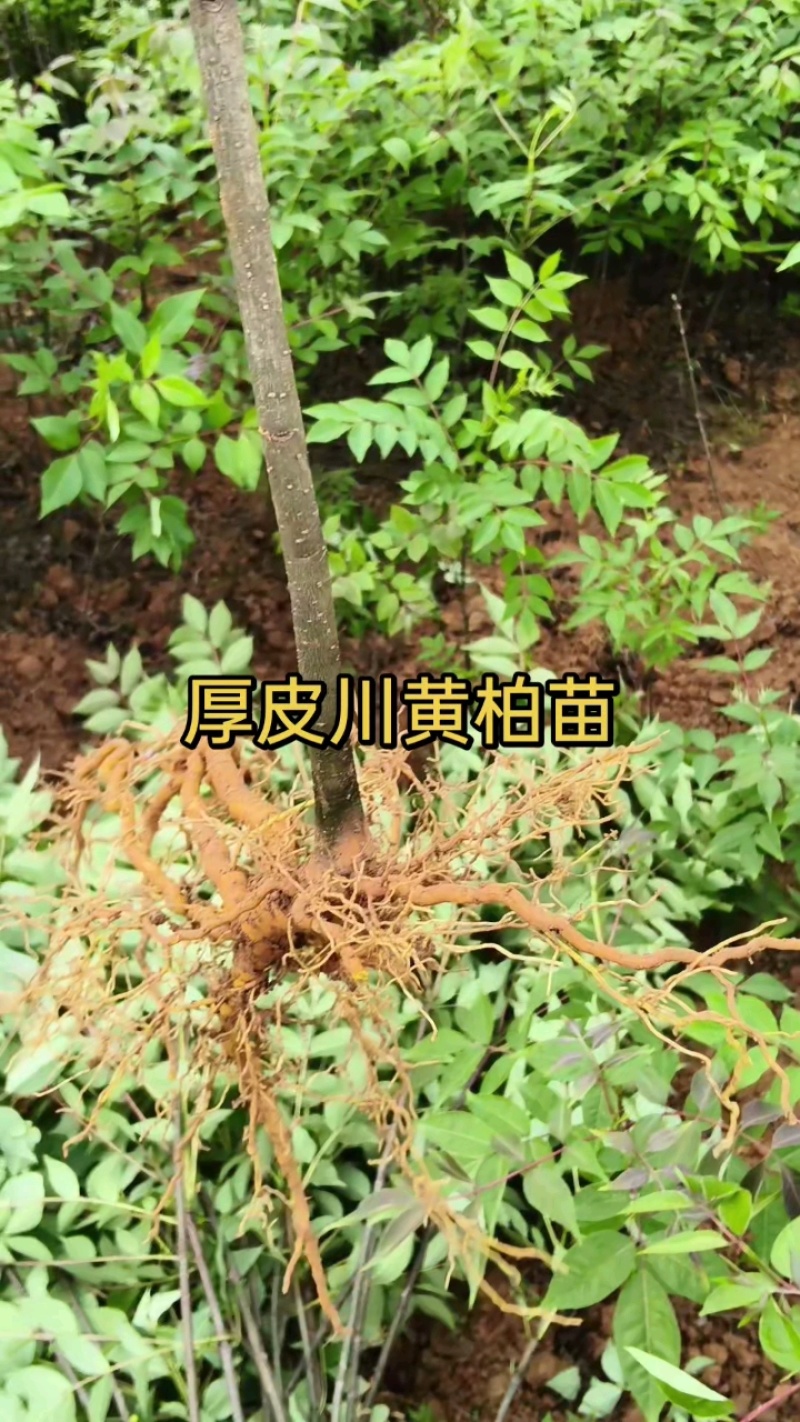 川红厚皮黄柏苗，根系粗壮0.8以上