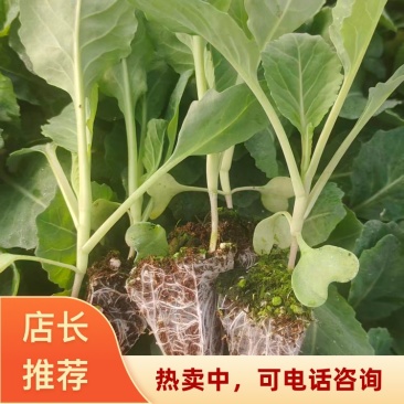 云南昆明自家产地出产牛心甘蓝苗量大价优存活率高