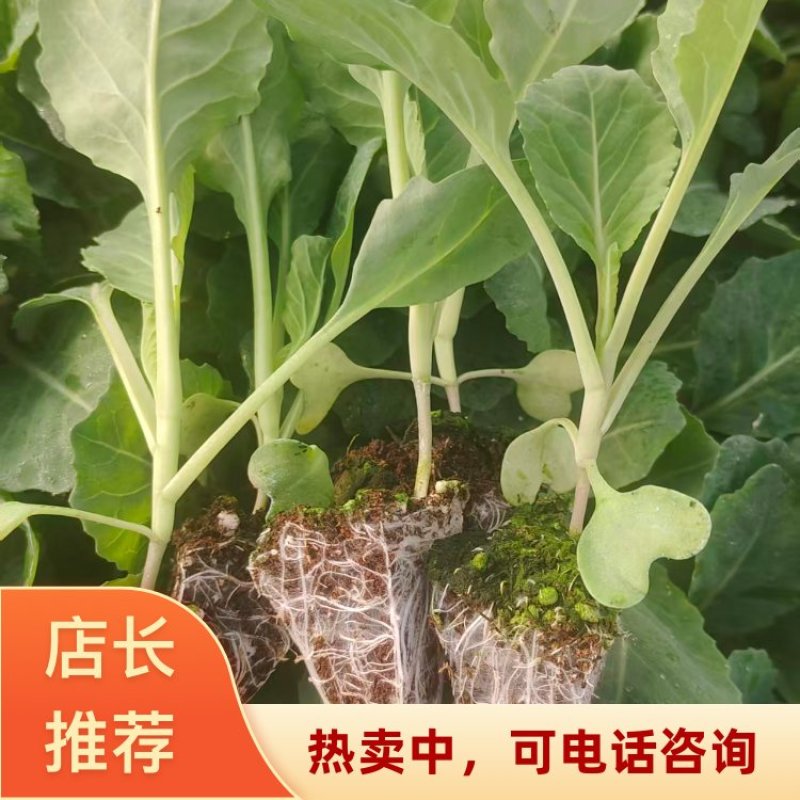 云南昆明自家产地出产牛心甘蓝苗量大价优存活率高