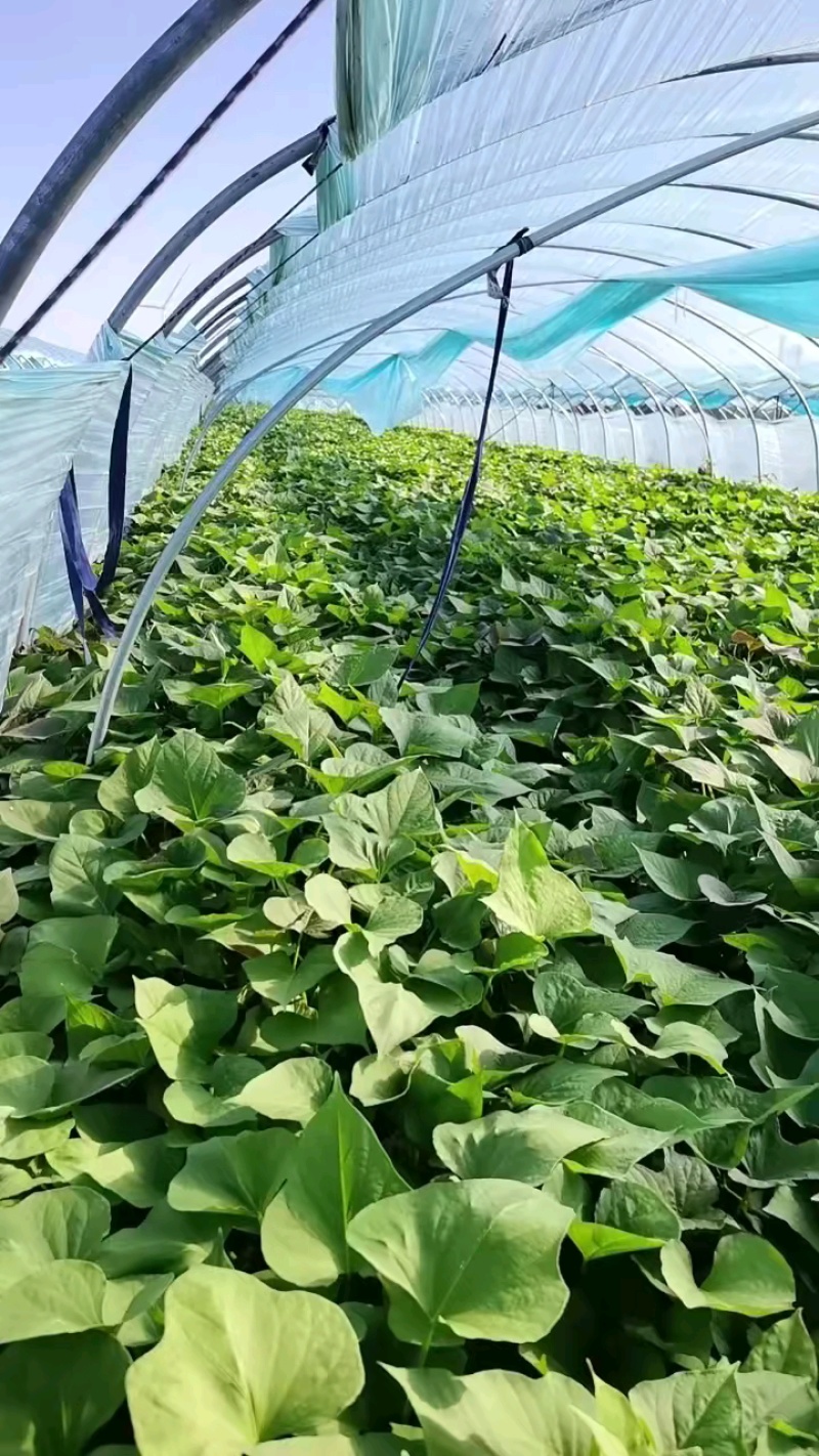 出售脱毒红薯苗：烟蜜薯！高产纯正！基地直发！