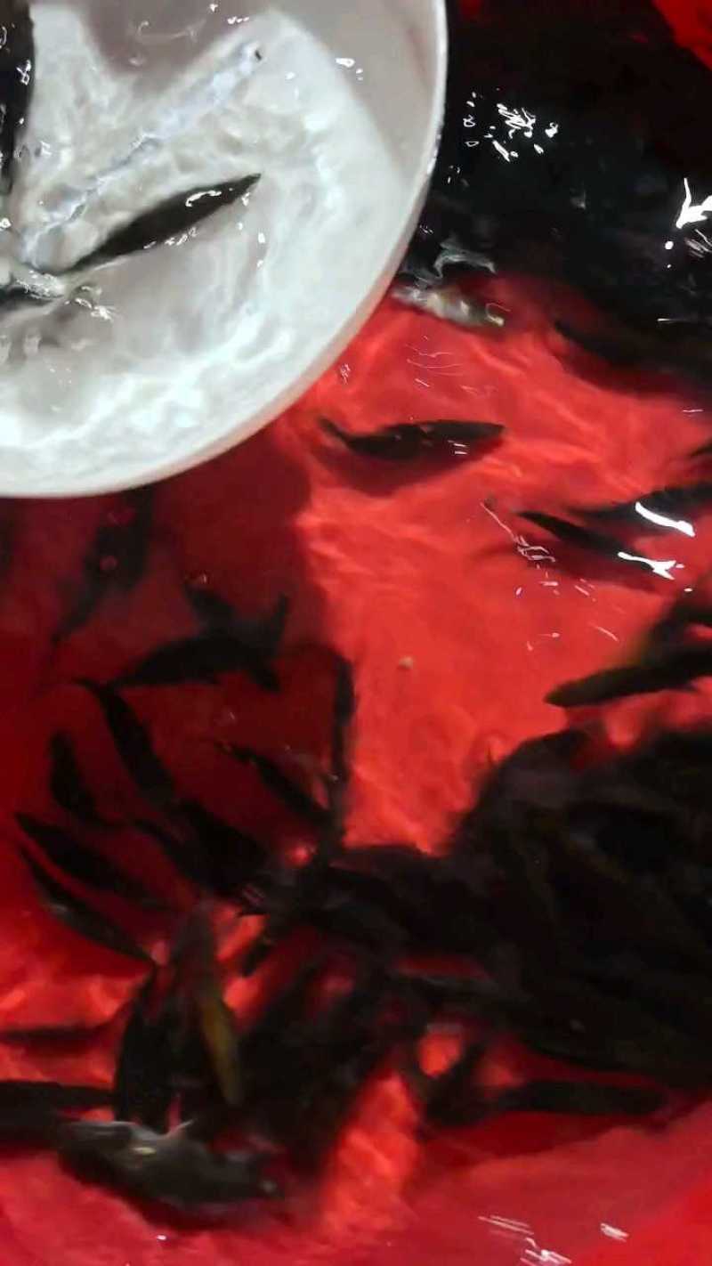 桂花鱼苗，优质鱼苗桂花供应鳜鱼苗全程提供养殖技术桂鱼苗