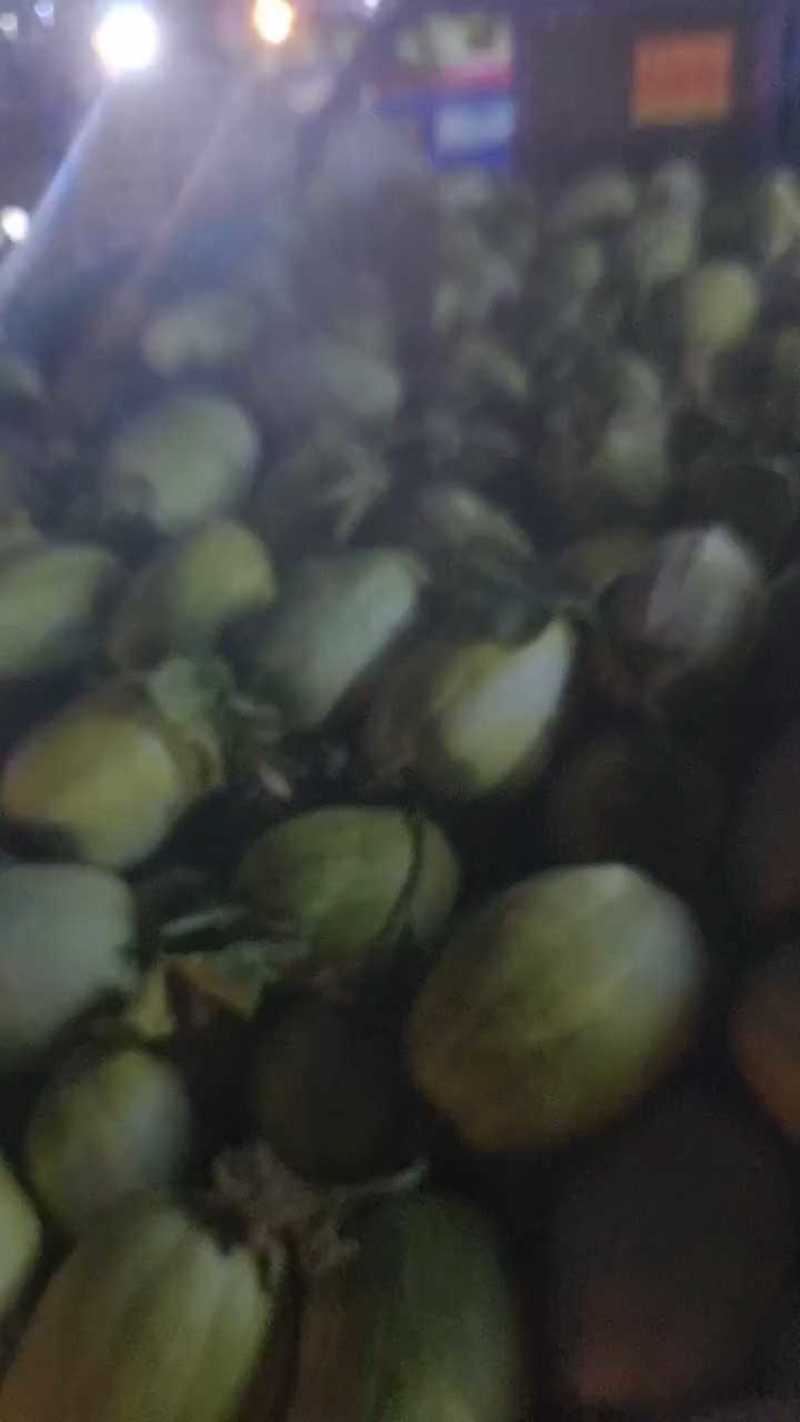 【新品种】金冠甜如蜜甜瓜糖度十七八个有场地有工人备货快运