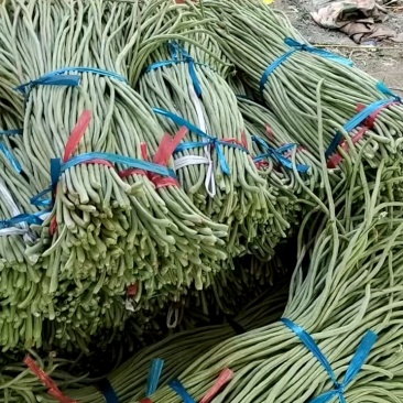山东青条豆角大量供应市场商超餐饮等欢迎下单
