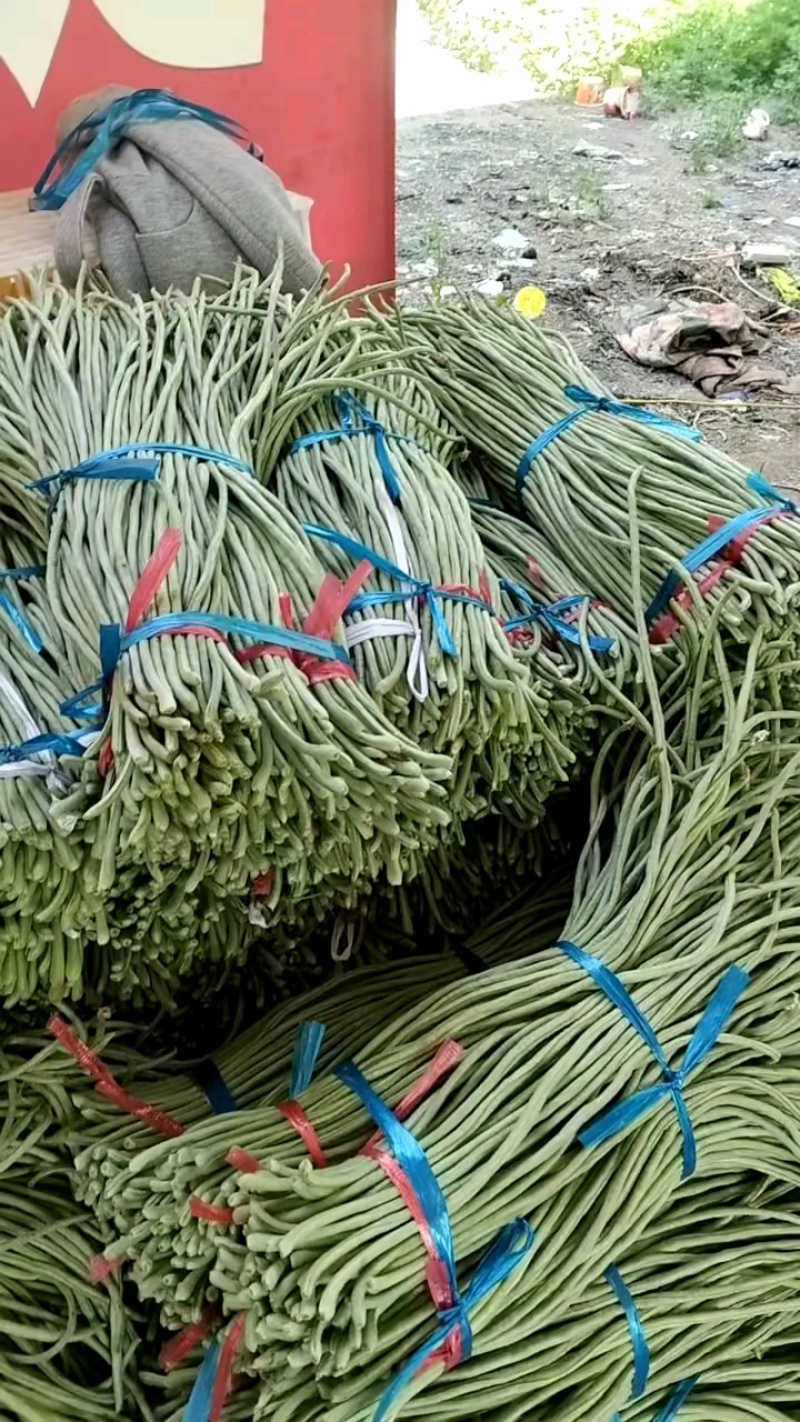 山东青条豆角大量供应市场商超餐饮等欢迎下单