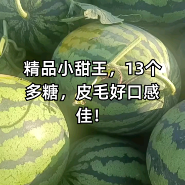 衡水阜城优质甜王，大量有货，头茬大红瓤，地里现摘