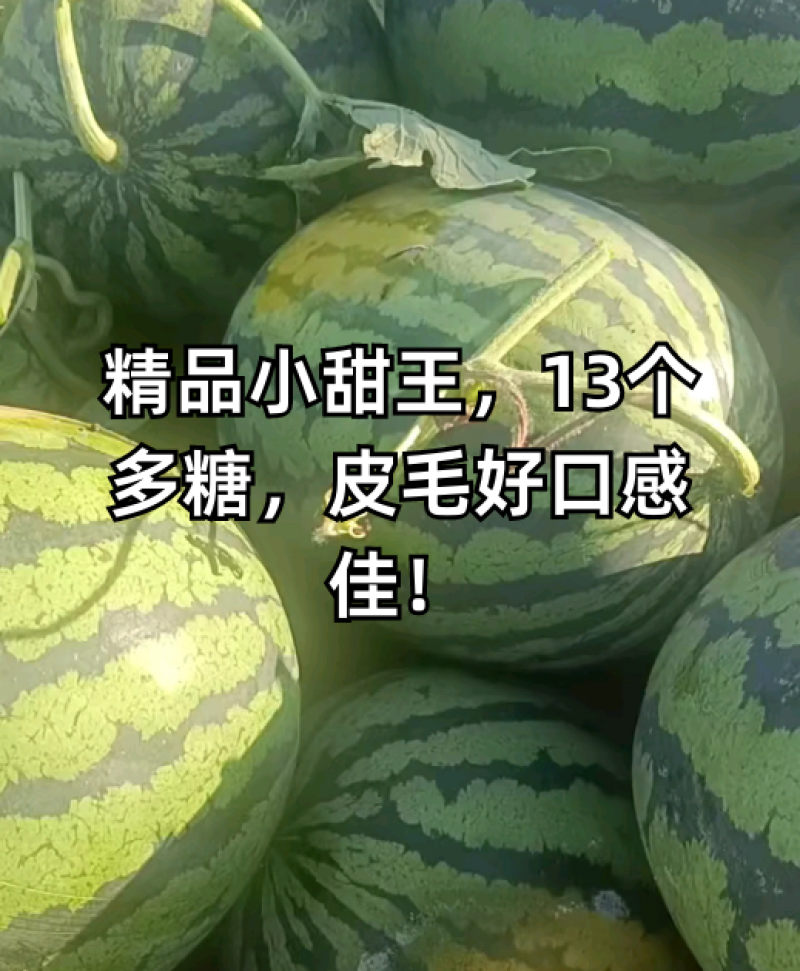 衡水阜城优质甜王，大量有货，头茬大红瓤，地里现摘