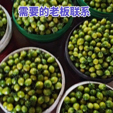 贝贝圣女果价格便宜