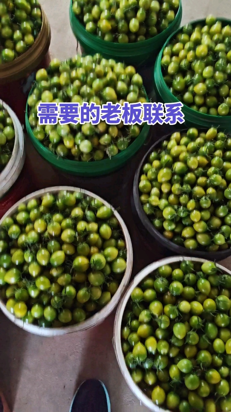 贝贝圣女果价格便宜