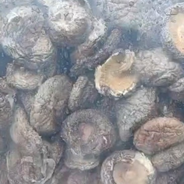 干香菇干茶花菇货源充足稳定规格齐全欢迎进店采购量大从优