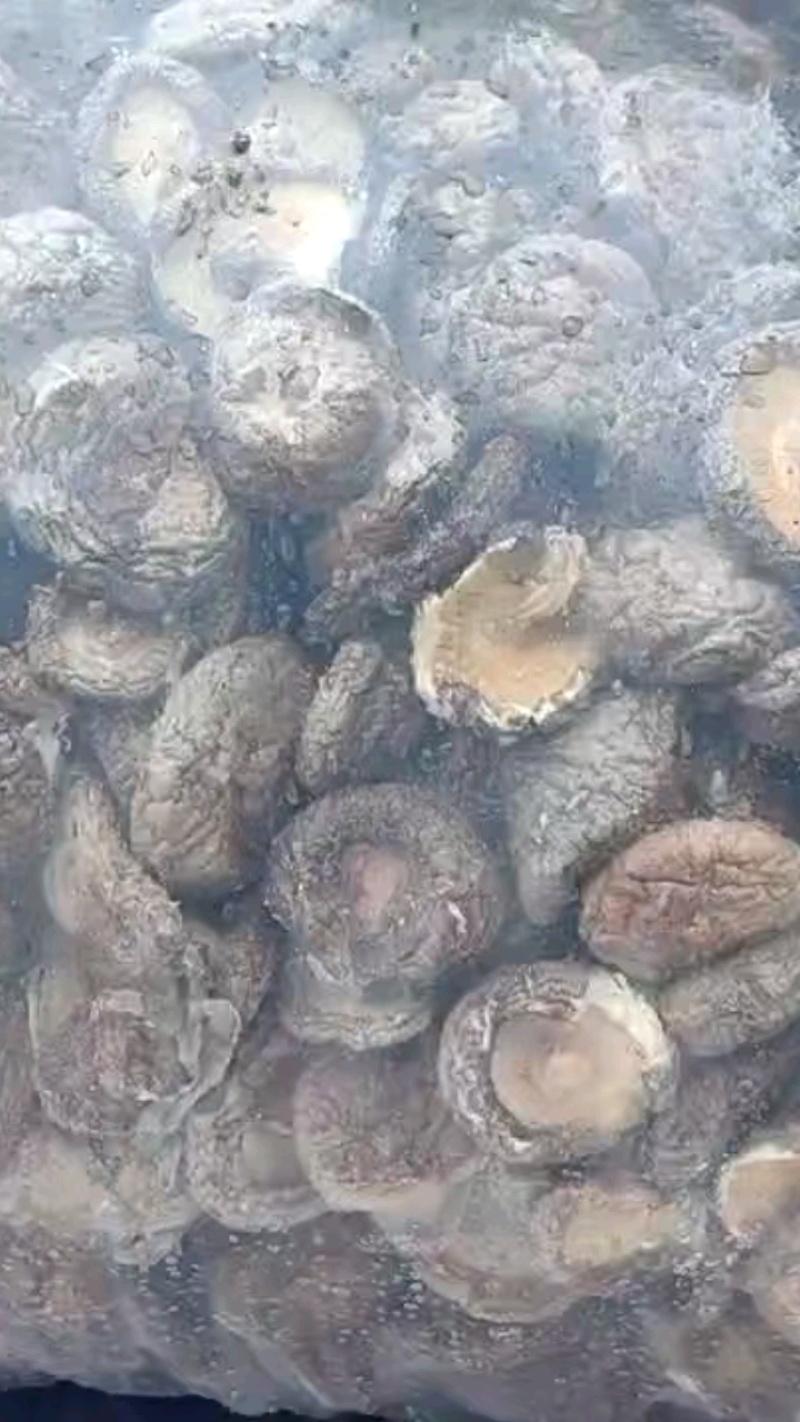 干香菇干茶花菇货源充足稳定规格齐全欢迎进店采购量大从优