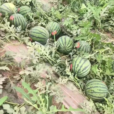 陕西无籽麒麟西瓜，现货供应，按需打包，一条龙服务质量三包