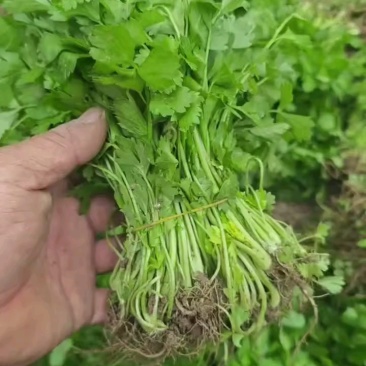 芹菜苗法国皇后根芹苗地拔芹菜穴盘芹菜苗水果芹菜苗