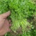 芹菜苗法国皇后根芹苗地拔芹菜穴盘芹菜苗水果芹菜苗