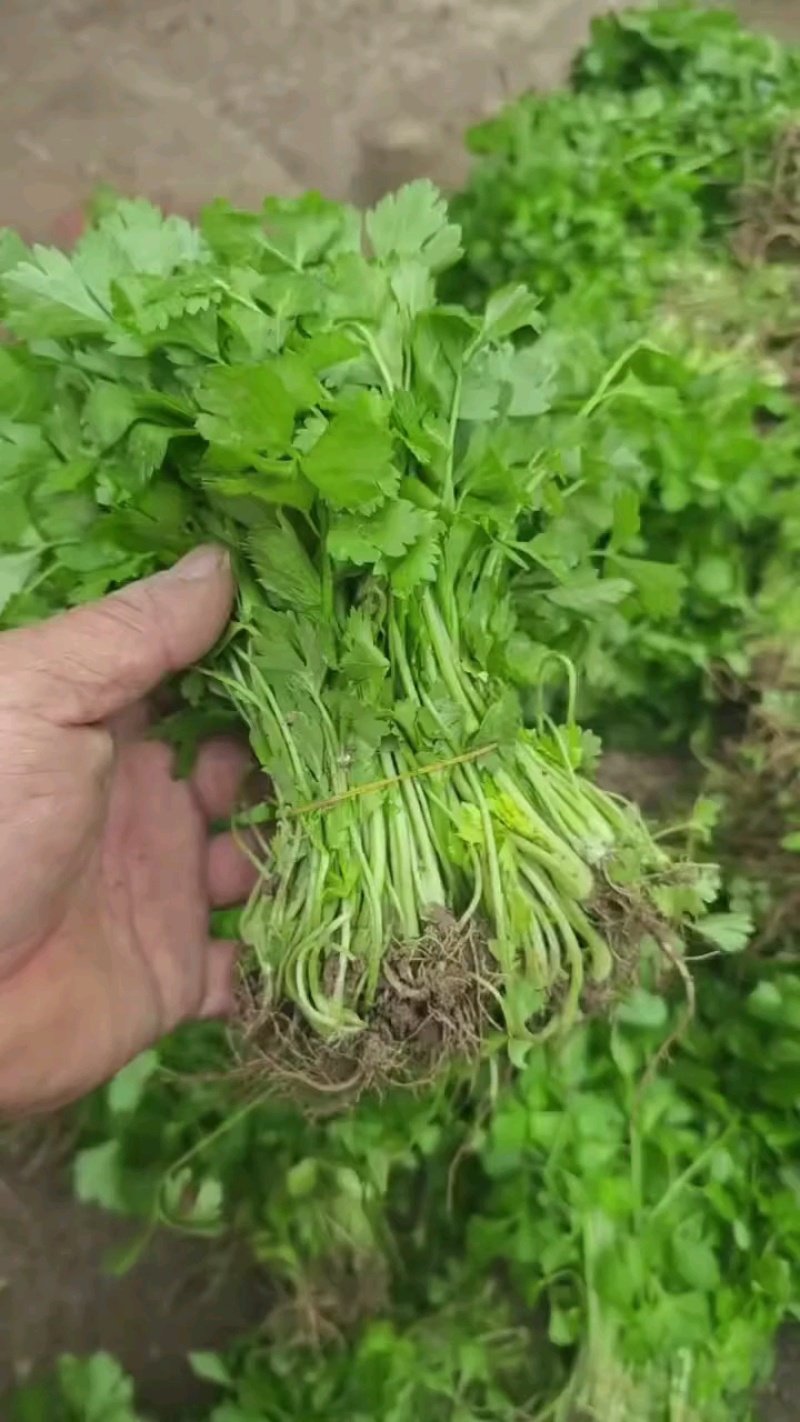 芹菜苗法国皇后根芹苗地拔芹菜穴盘芹菜苗水果芹菜苗