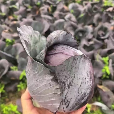 紫甘蓝产地一手货源支持视频看货打款发货