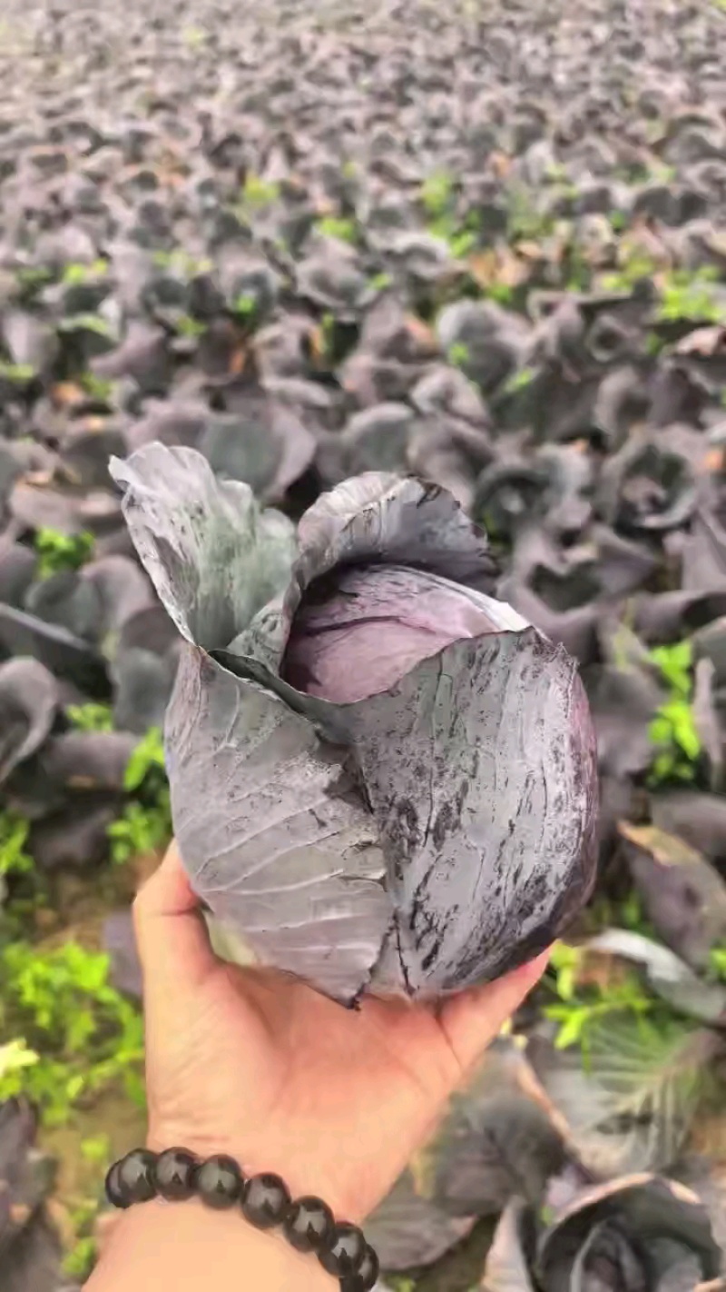 紫甘蓝产地一手货源支持视频看货打款发货