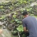 盆栽荷花一盆20支15块钱一盆合0.75一支