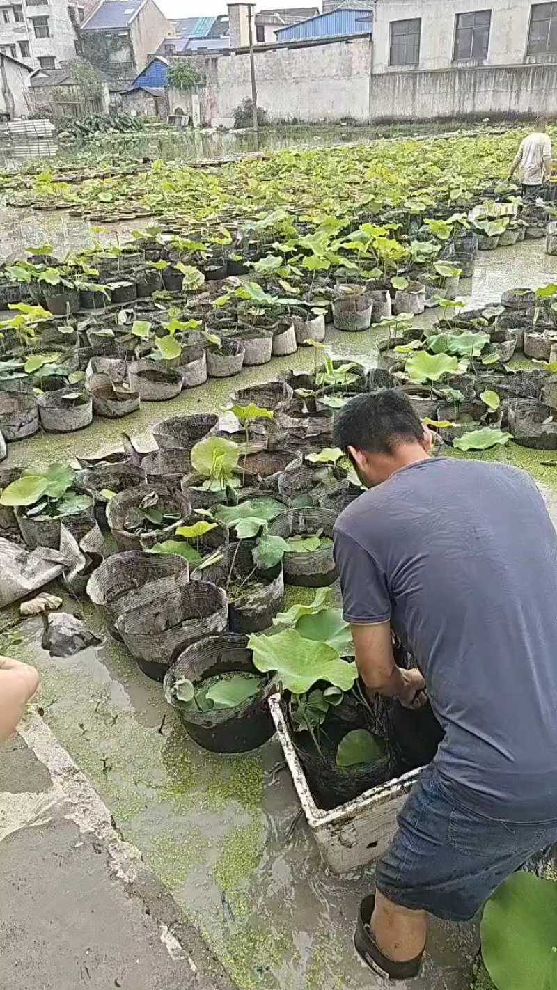 盆栽荷花一盆20支15块钱一盆合0.75一支