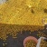 山东珍珠油杏五月底大量上市,原产地对接全国发货!!